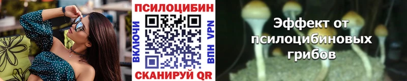Купить где  Сусуман  Галлюциногенные грибы Cubensis 